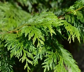 BASSAU fás szauna illóolajok