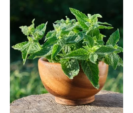 BASSAU gyógynövényes szauna illóolajok