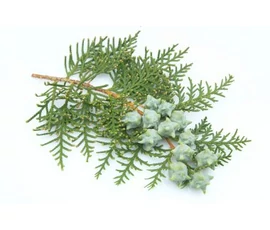 BASSAU FÁS ILLÓOLAJOK