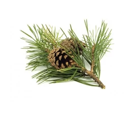 BASSAU ÖRÖKZÖLD ILLÓOLAJOK