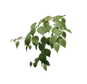 BASSAU természetes illóolaj nyírfa 200 ml