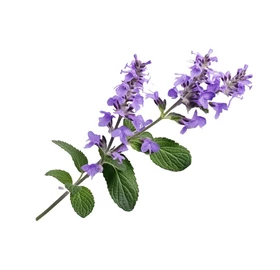 BASSAU természetes illóolaj pacsuli 200 ml