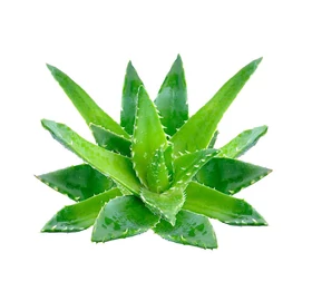 BASSAU természetes illóolaj aloe vera 200 ml