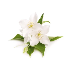 BASSAU természetes illóolaj jázmin 200 ml