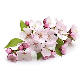 BASSAU természetes illóolaj barackvirág 200 ml