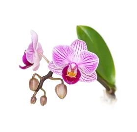 BASSAU természetes illóolaj orchidea 200 ml