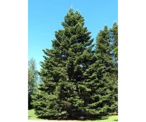 BASSAU Prémium minőségű esszenciális szauna illóolaj, Szibériai fenyő, 15ml