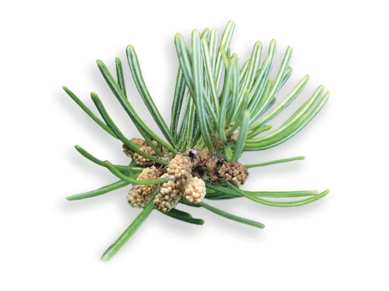 BASSAU természetes illóolaj jegenyefenyő 200 ml