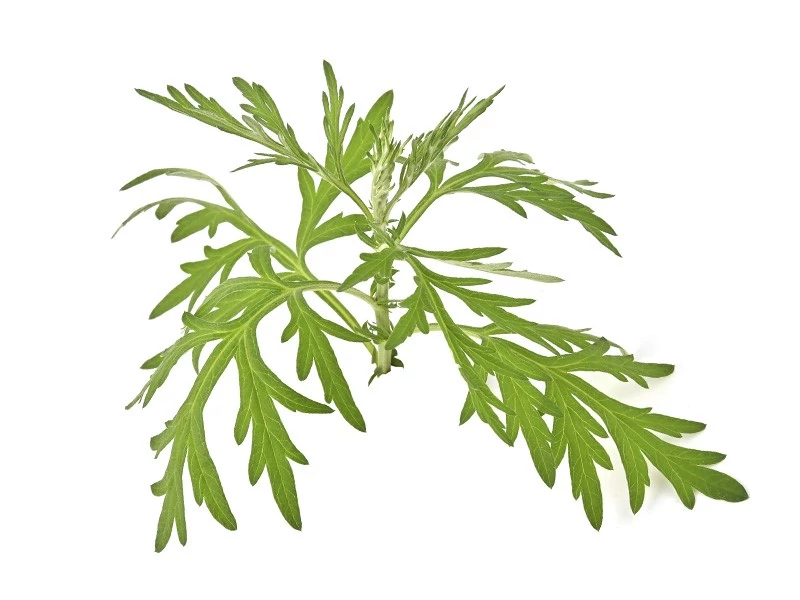 BASSAU természetes illóolaj szagos müge 200 ml