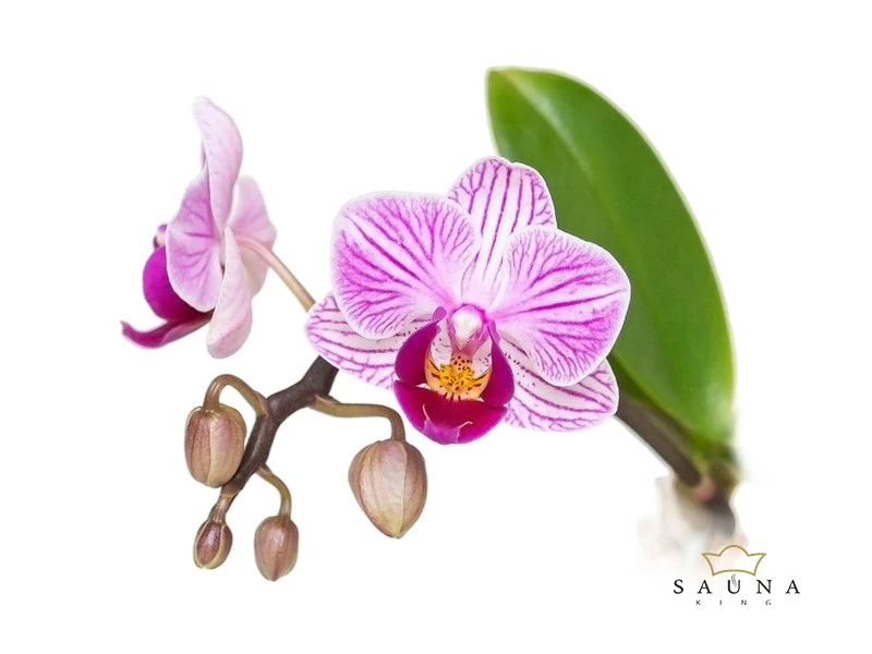 BASSAU természetes illóolaj orchidea 200 ml